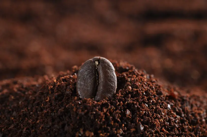 Die Zukunft des Kaffees: Genomische Züchtung & F1-Hybriden